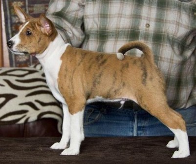 Brindle Boy